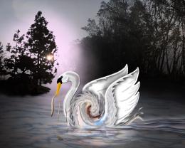 Swan 